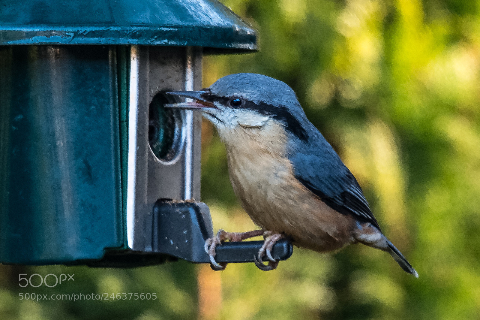 Nikon D850 sample photo. Nuthatch photography