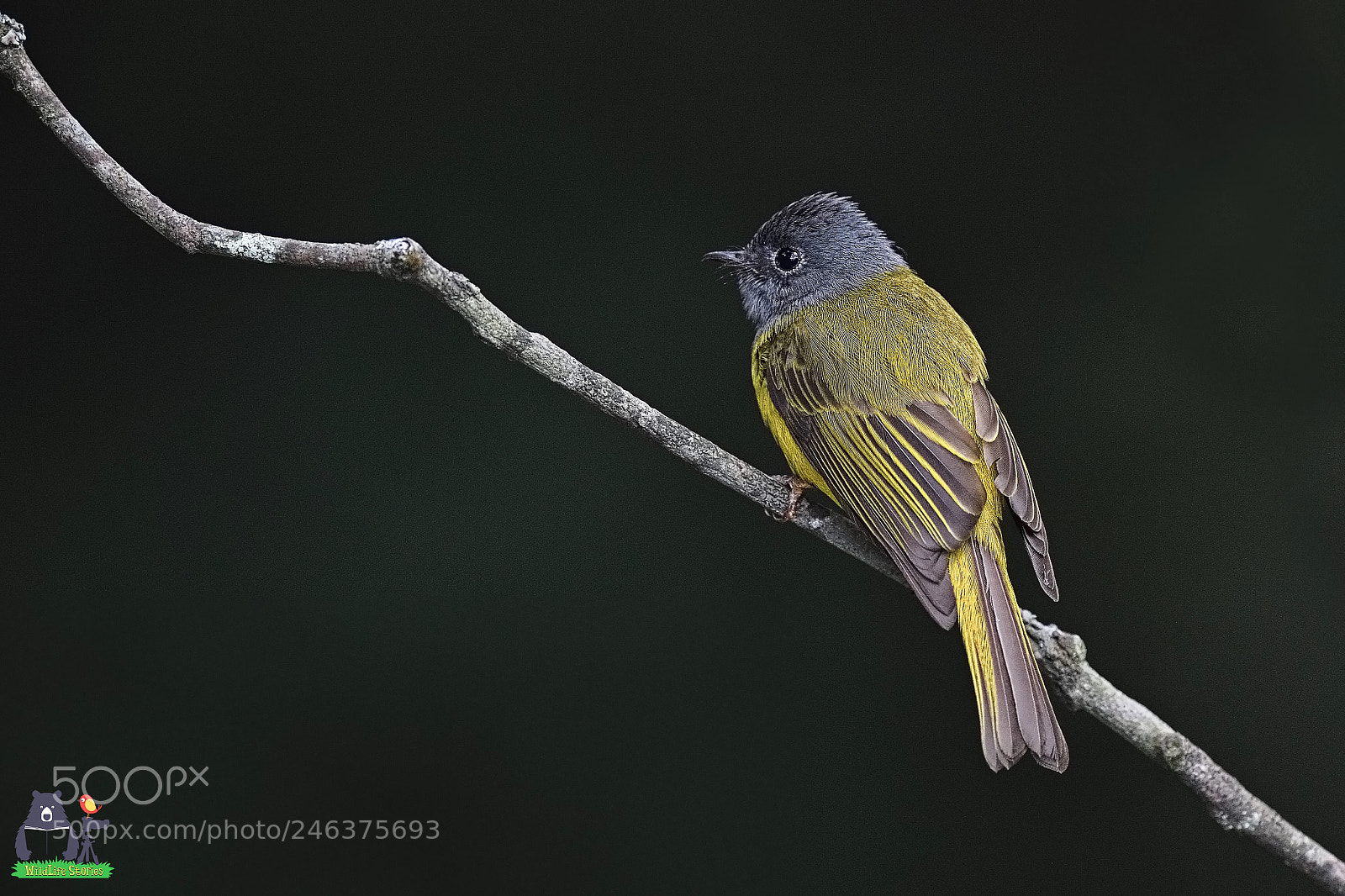 Nikon D5 sample photo. Grey headed canary flycatcher photography