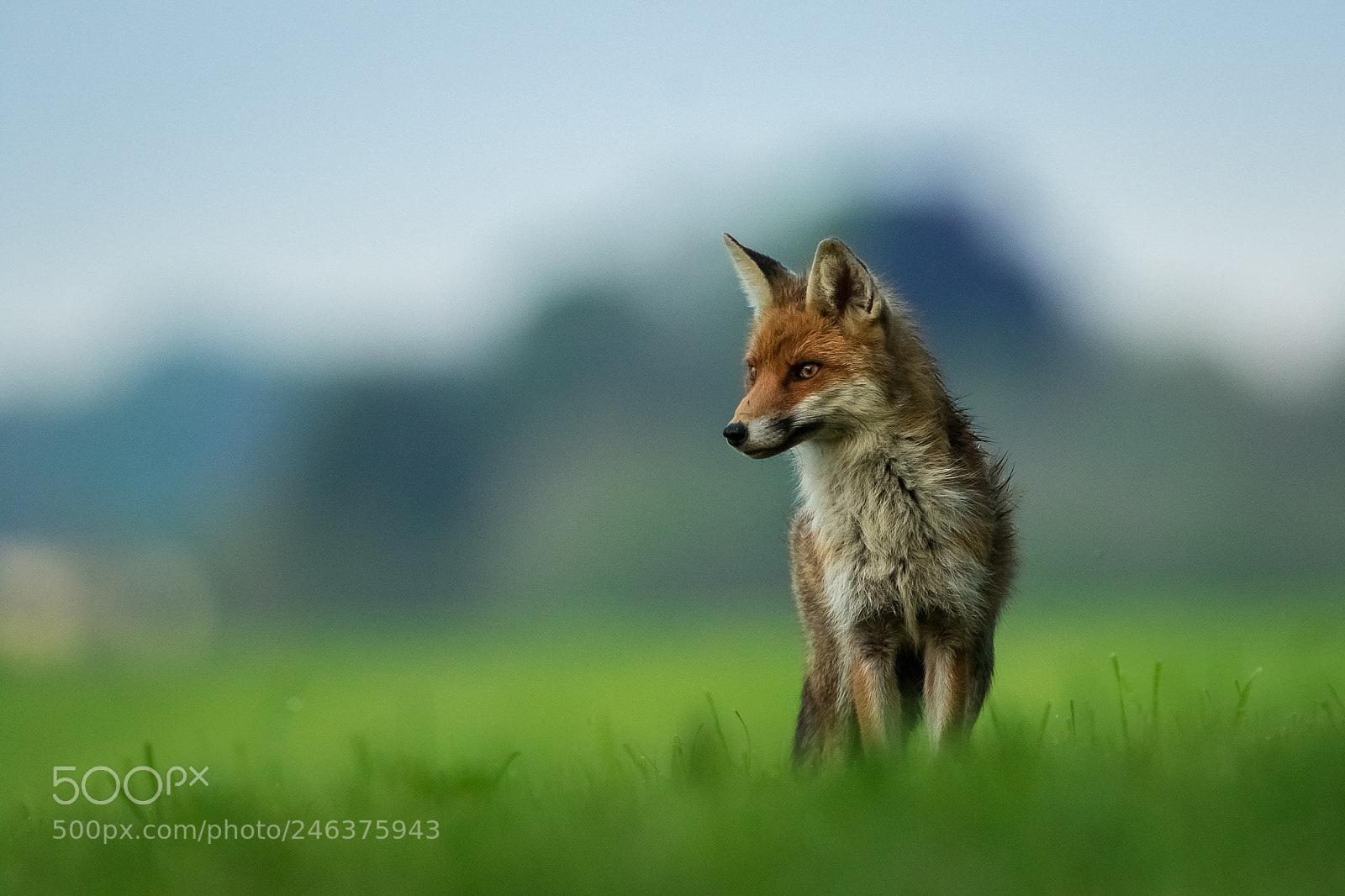 Canon EOS 7D Mark II sample photo. Renard roux photography
