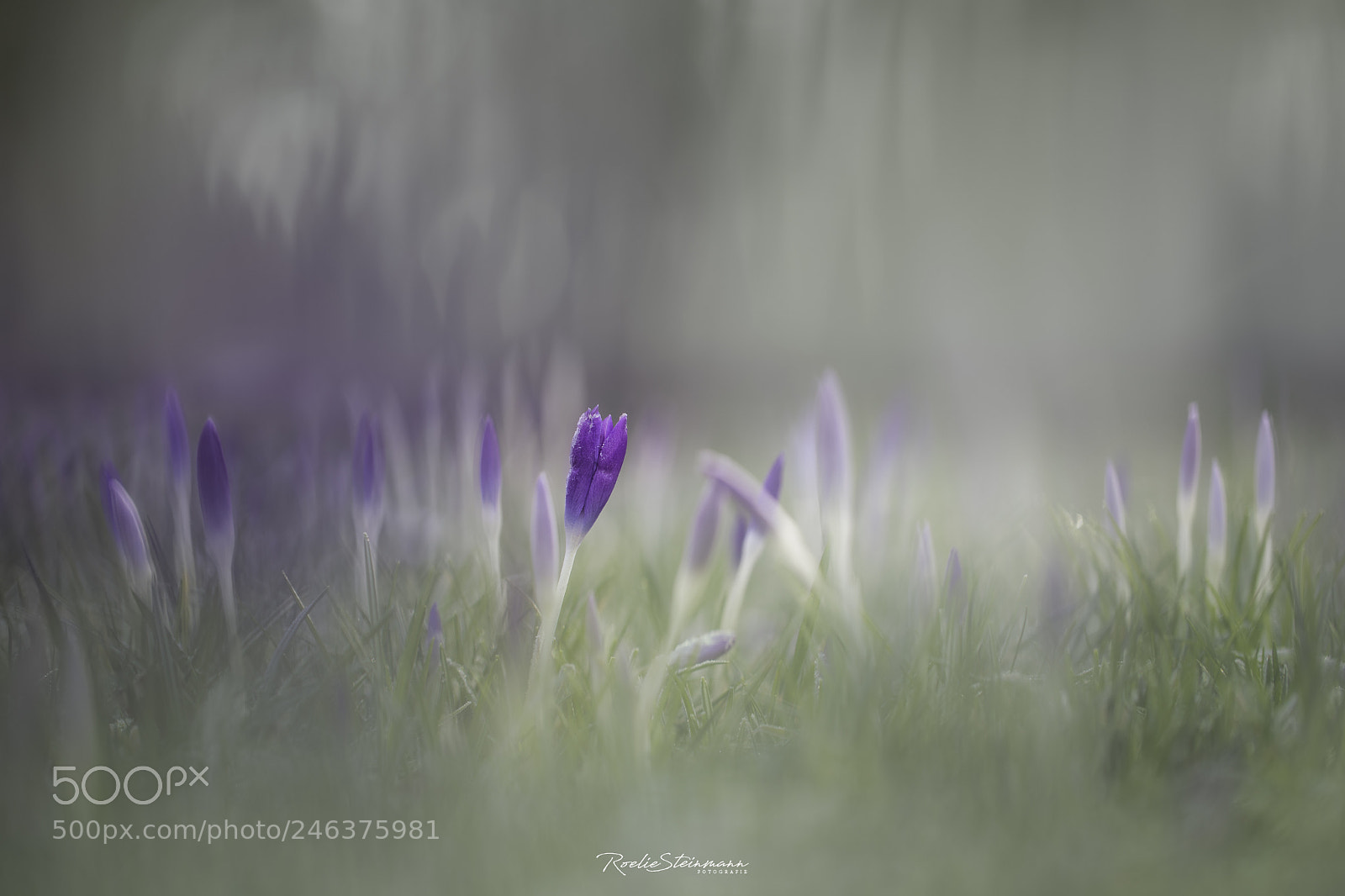 Canon EOS 6D Mark II sample photo. The light of spring photography