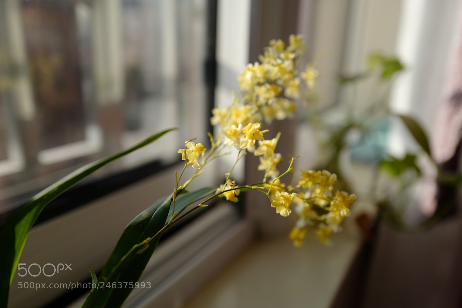 Leica Q (Typ 116) sample photo. L photography