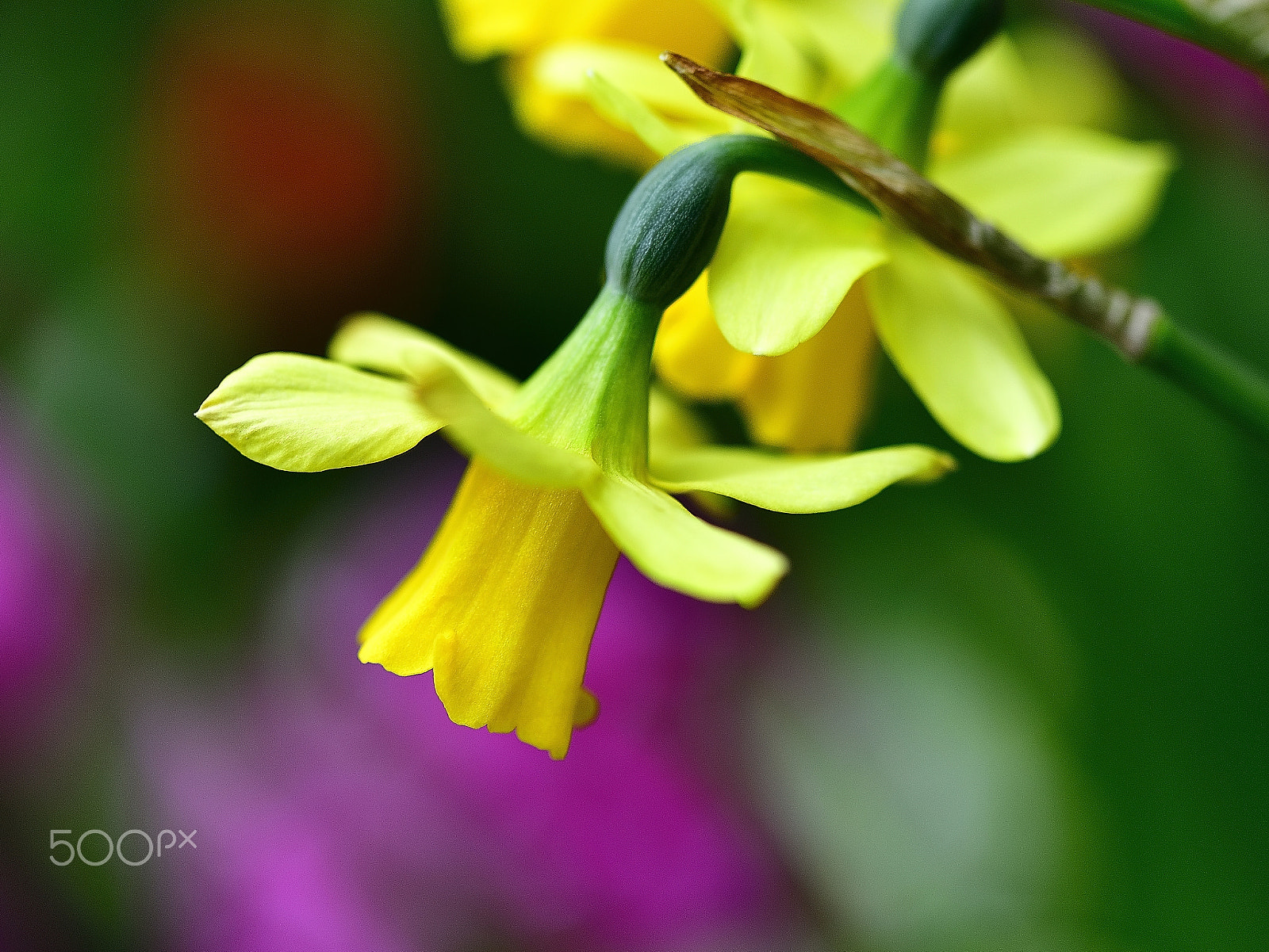 Nikon D800E + Nikon AF-S Micro-Nikkor 105mm F2.8G IF-ED VR sample photo. Flowers telling spring are in green photography