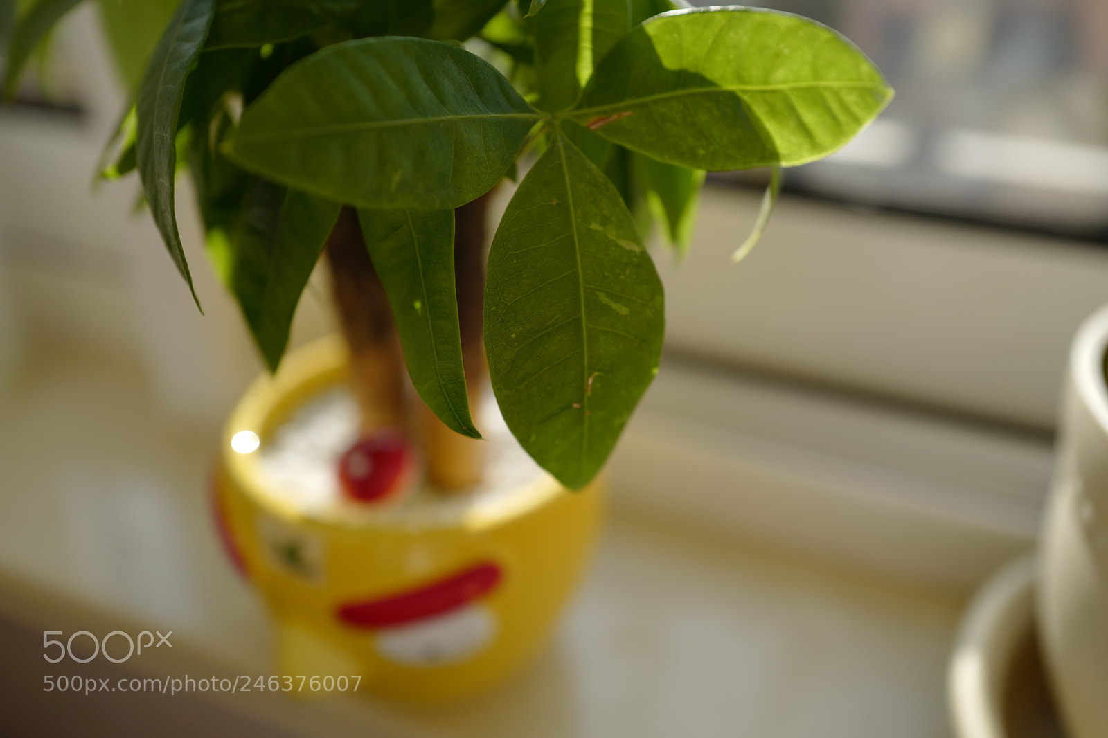 Leica Q (Typ 116) sample photo. L photography