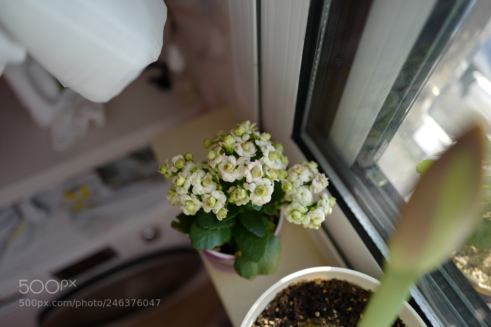 Leica Q (Typ 116) sample photo. L photography