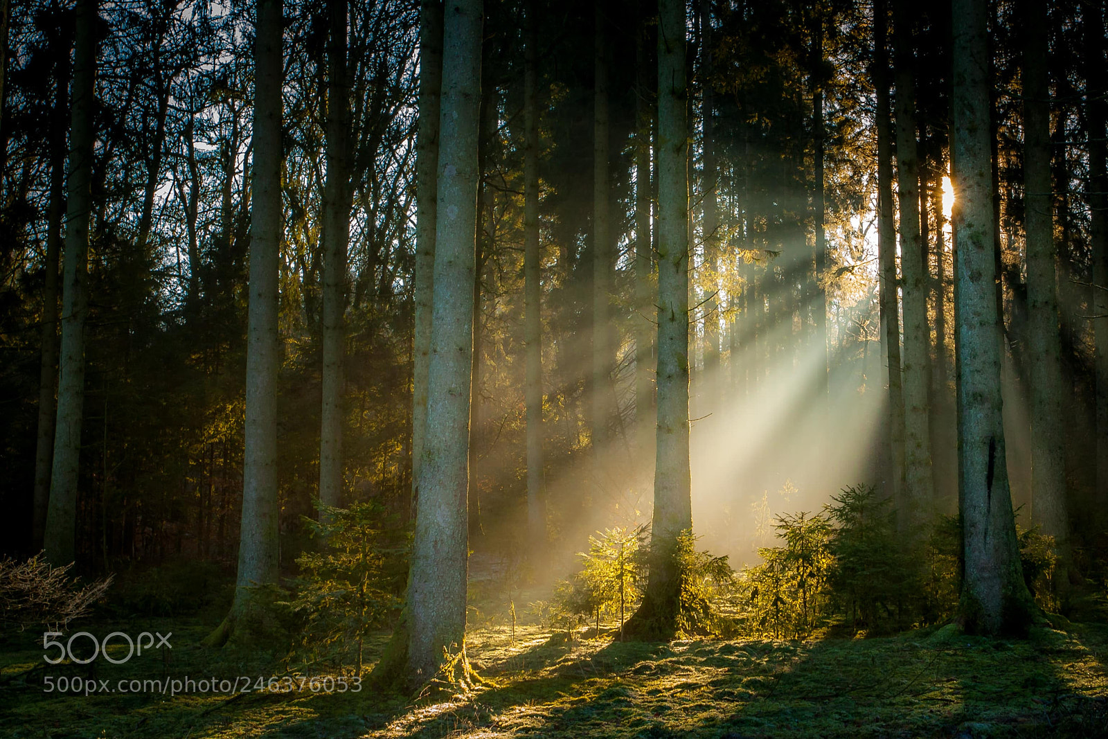Canon EOS-1D Mark III sample photo. Sunlight photography