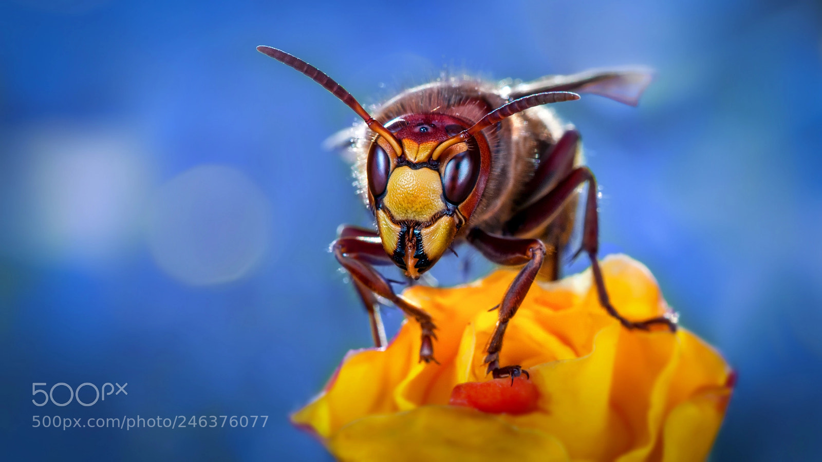 Nikon D300S sample photo. Hornet close up photography