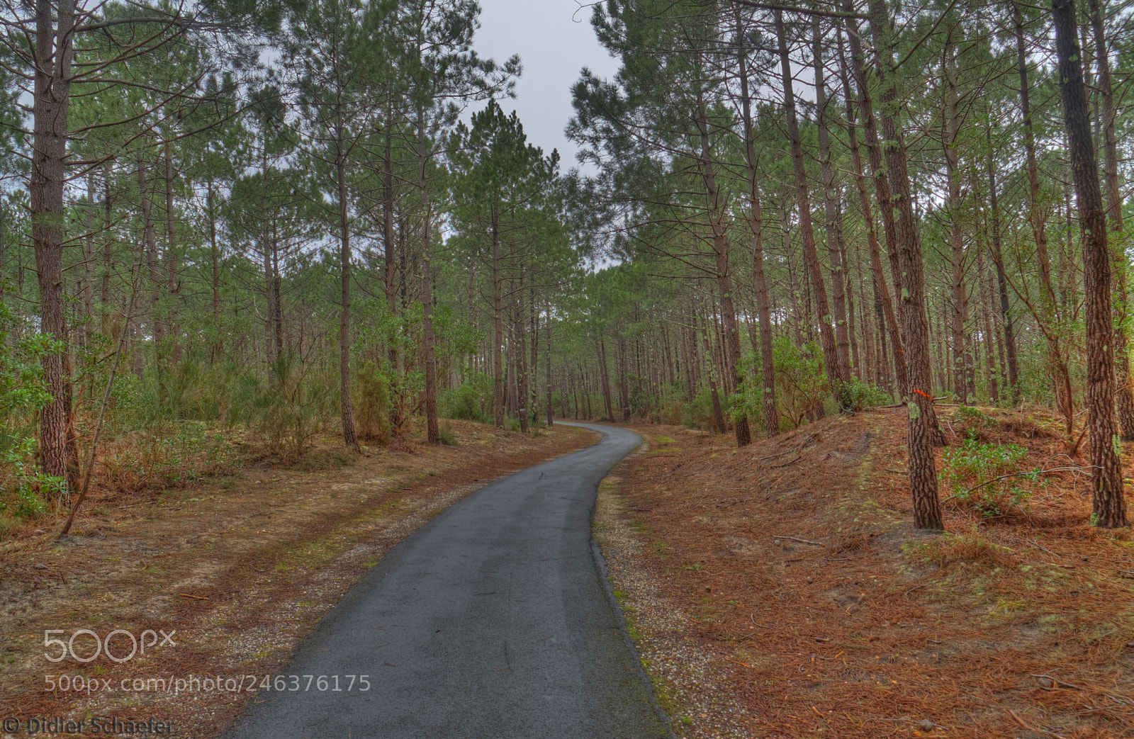 Canon EOS 50D sample photo. Pinewood photography