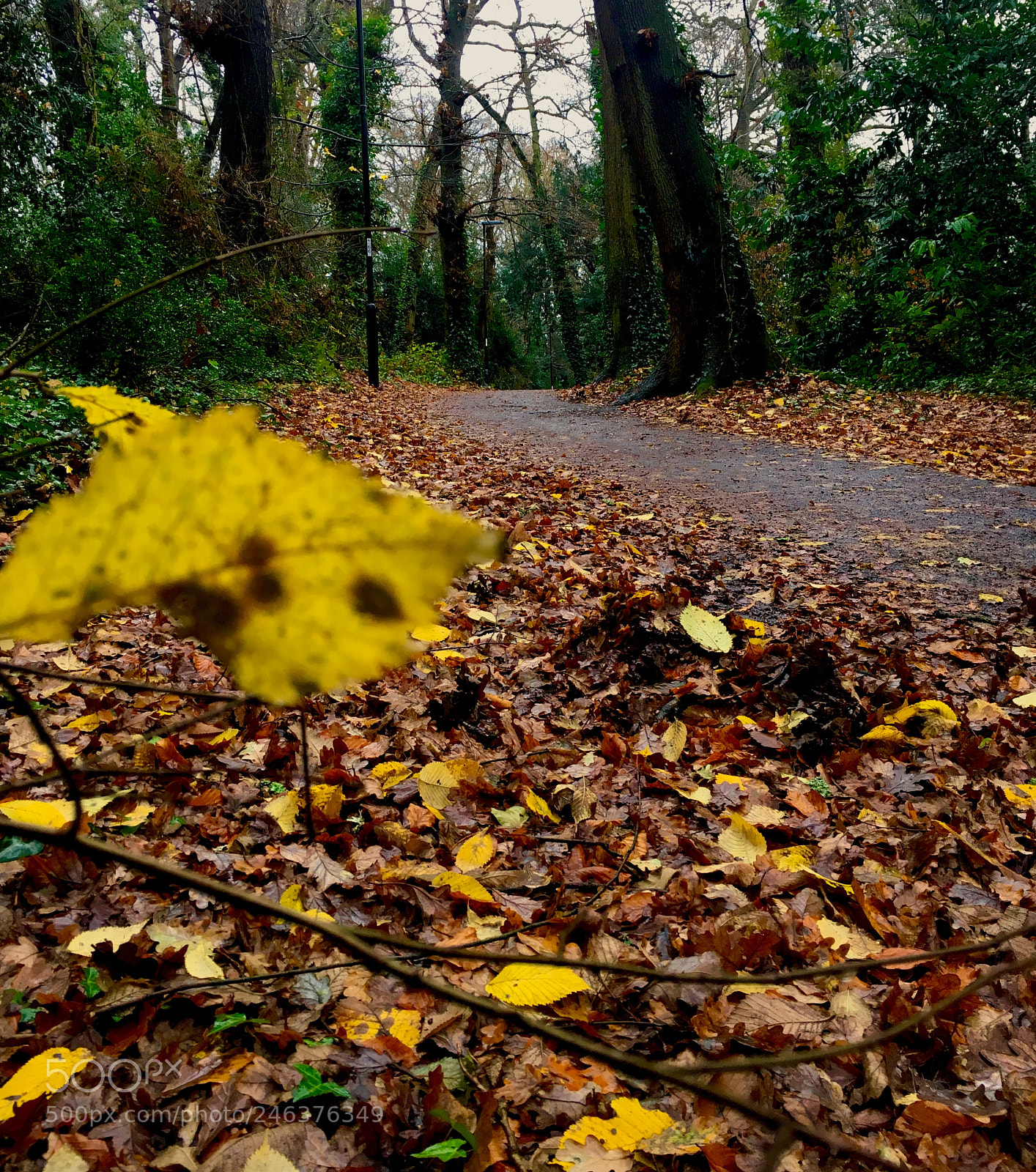 Apple iPhone 6s sample photo. Yellow leaves photography