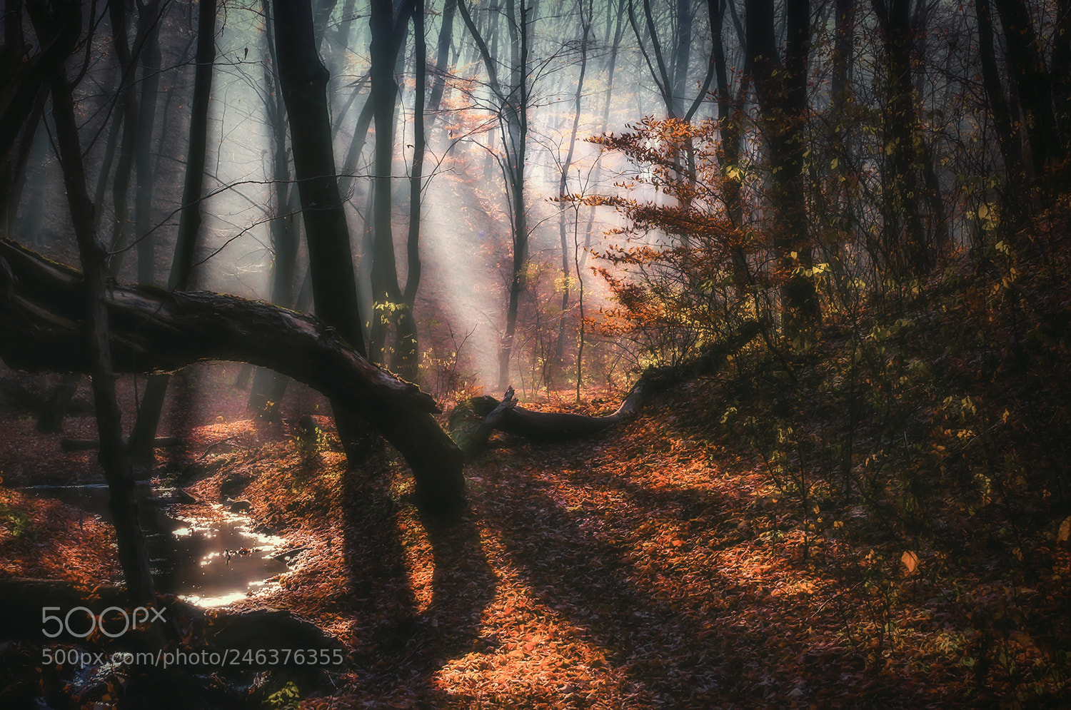 Sony Alpha DSLR-A580 sample photo. Forest lights photography
