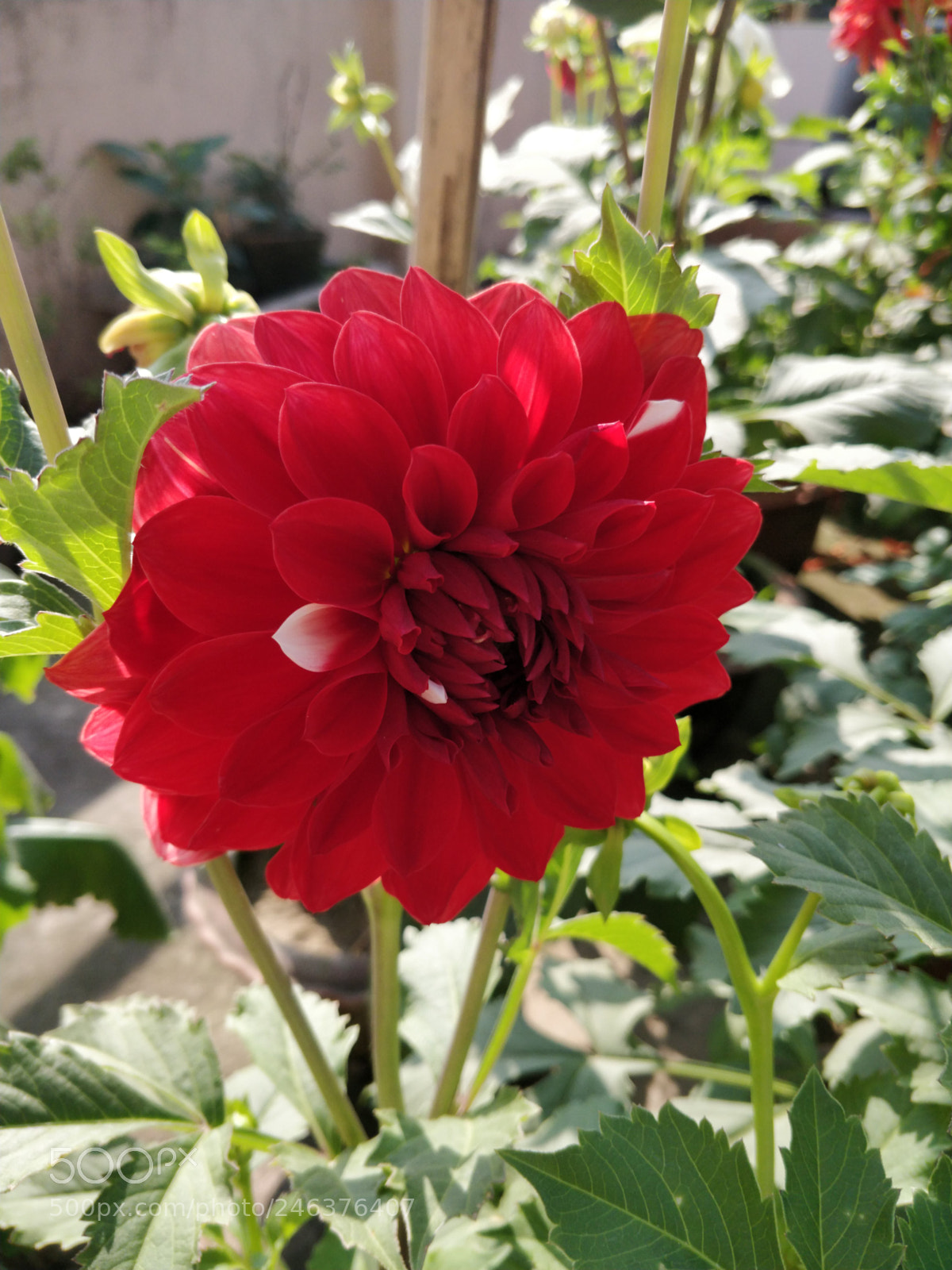 OnePlus 5 sample photo. Blemishes on red! photography
