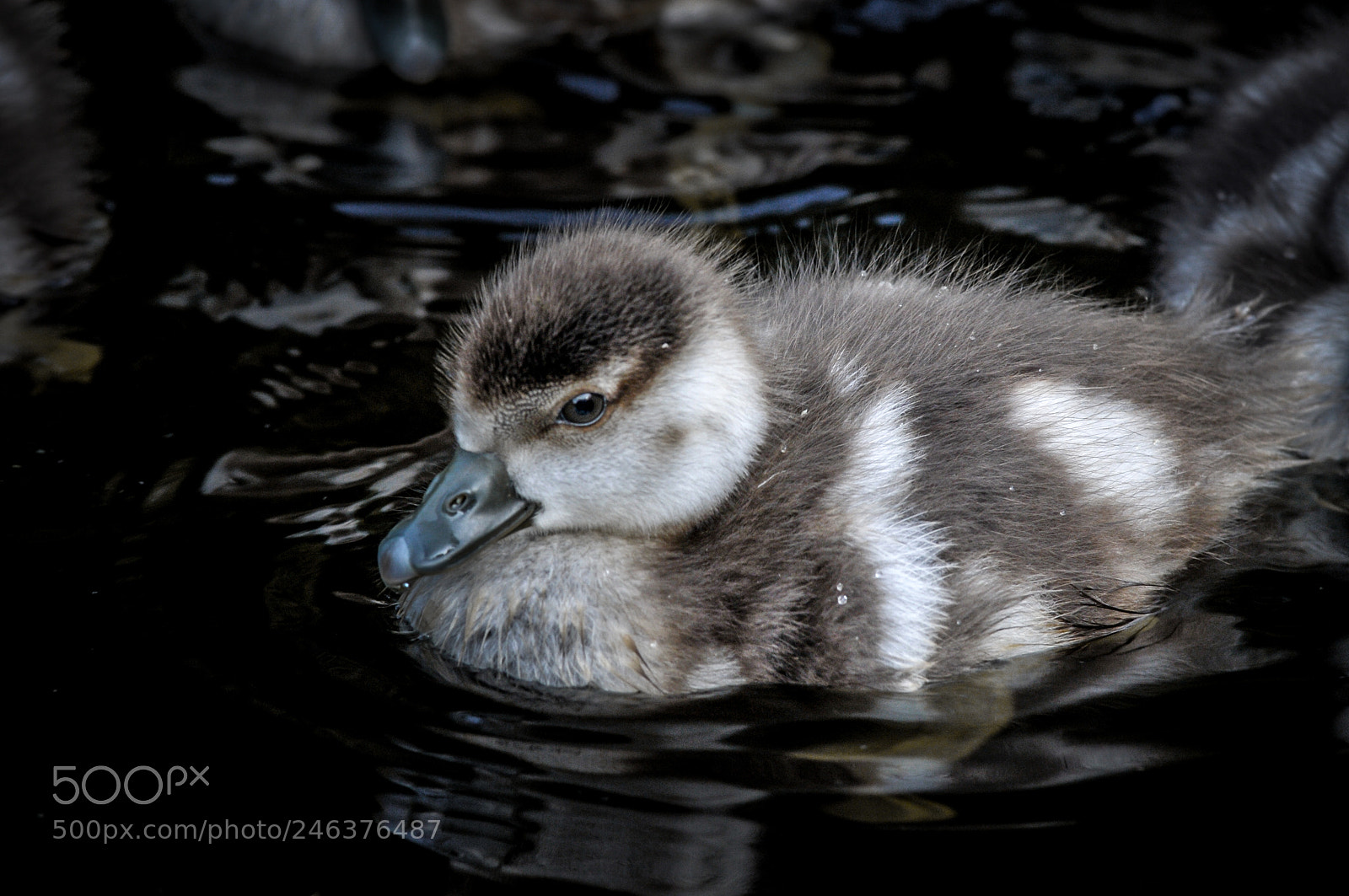 Nikon D300S sample photo. Little baby duck photography