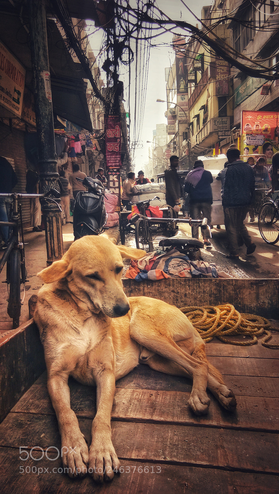 vivo 1601 sample photo. Dog photography