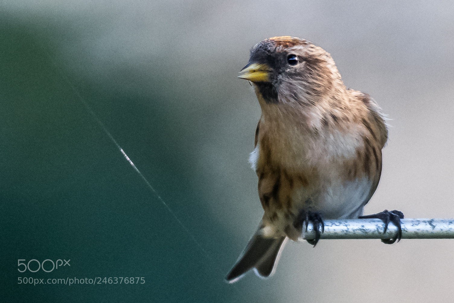 Nikon D850 sample photo. Female lesser redpoll photography