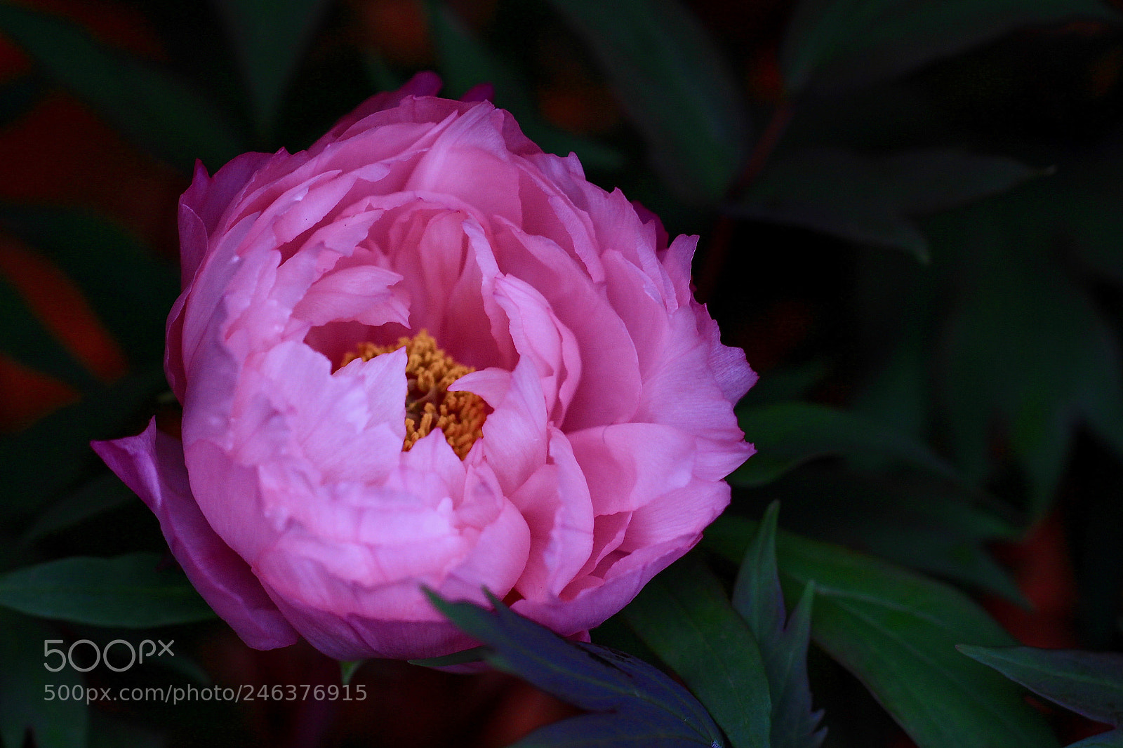 Canon EOS 700D (EOS Rebel T5i / EOS Kiss X7i) sample photo. Embracing... photography