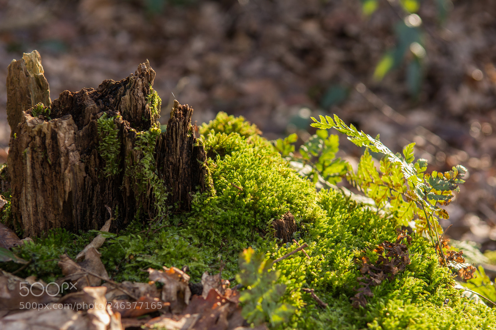 Nikon D7100 sample photo. Castle on the hill photography