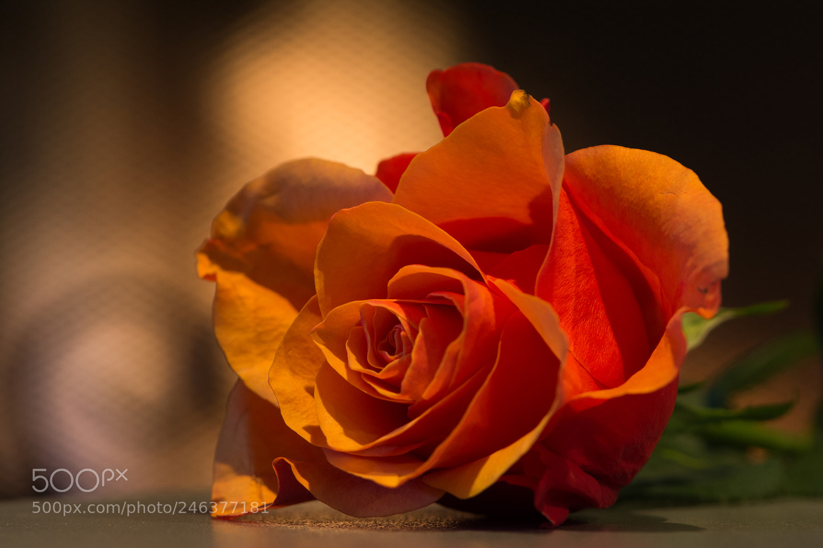 Nikon D7100 sample photo. Valentine's rose photography