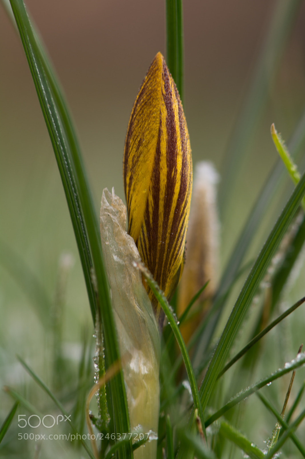 Nikon D7100 sample photo. Yellow crocus photography