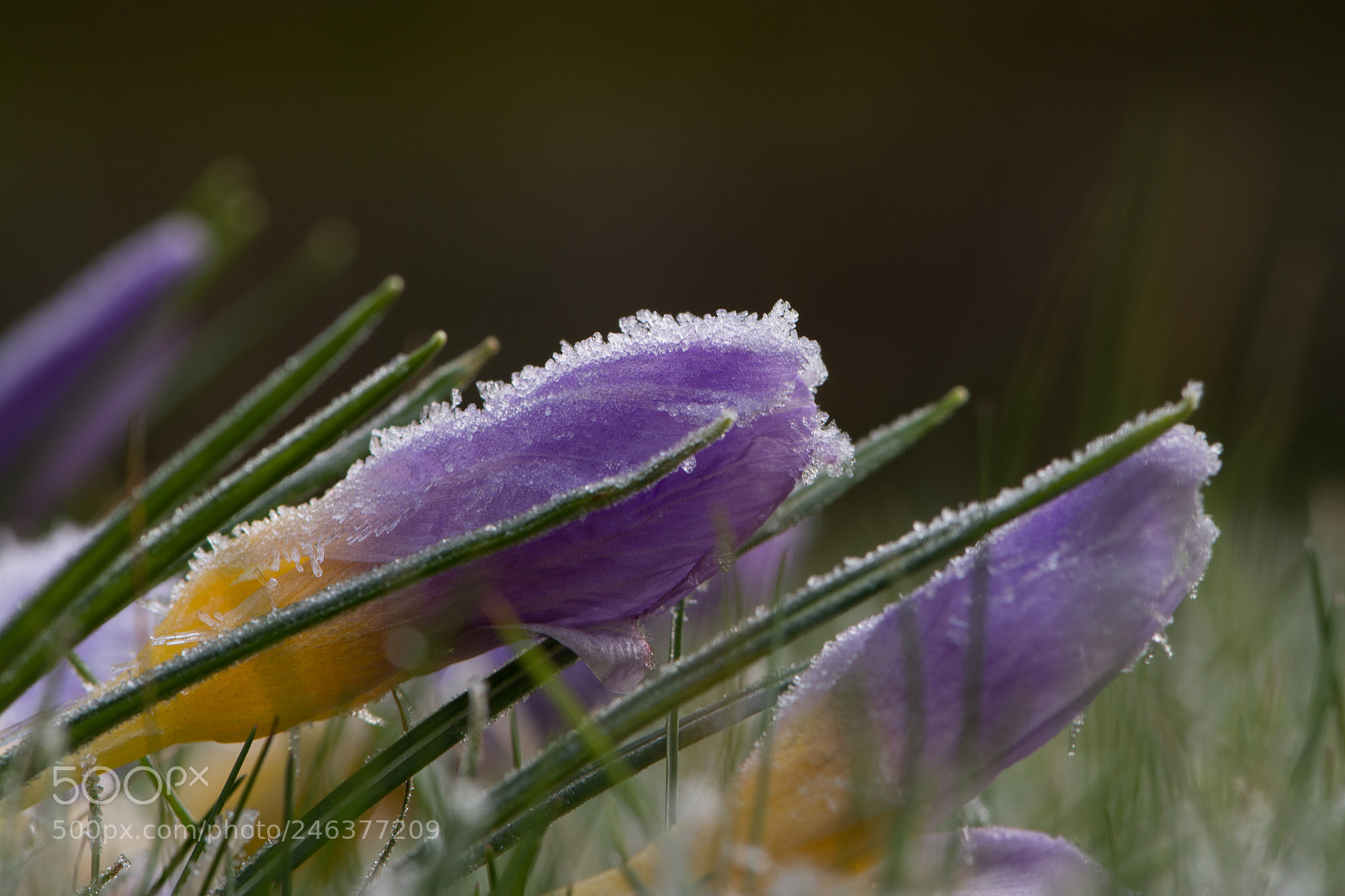 Nikon D7100 sample photo. Frozen crocus photography