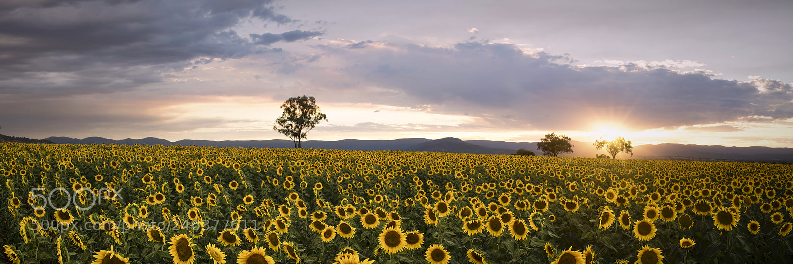 Nikon D810 sample photo. Sunflowers photography