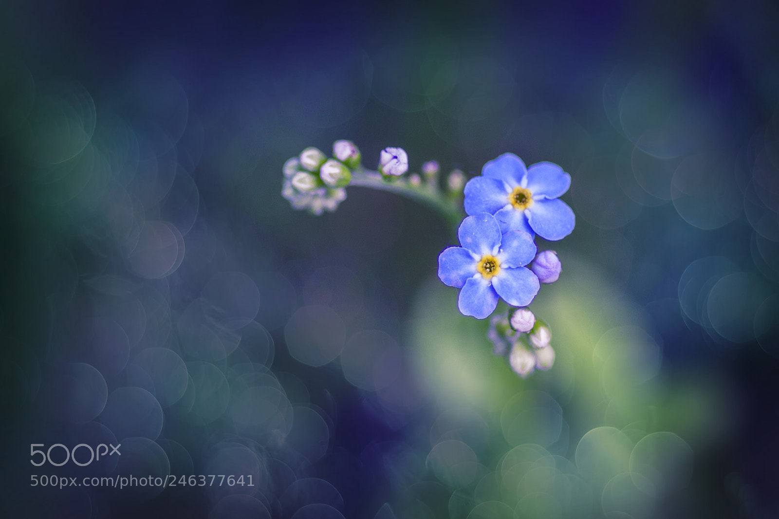 Canon EOS 50D sample photo. A flower photography