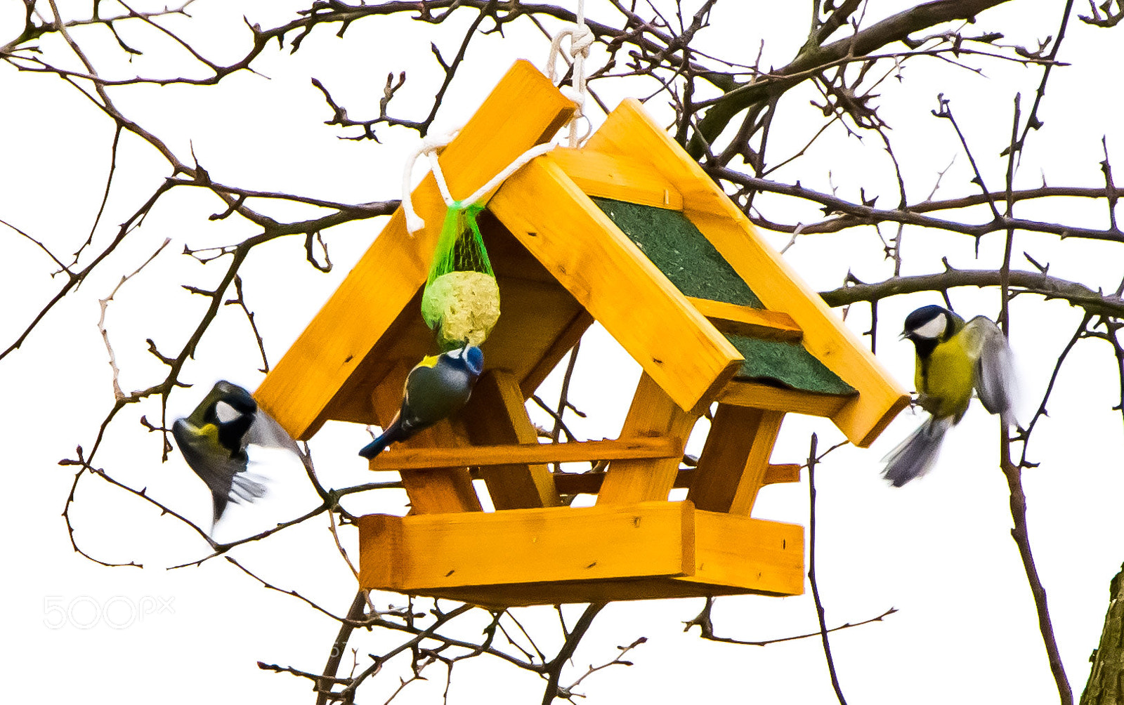 Nikon D7200 sample photo. Untitled photography