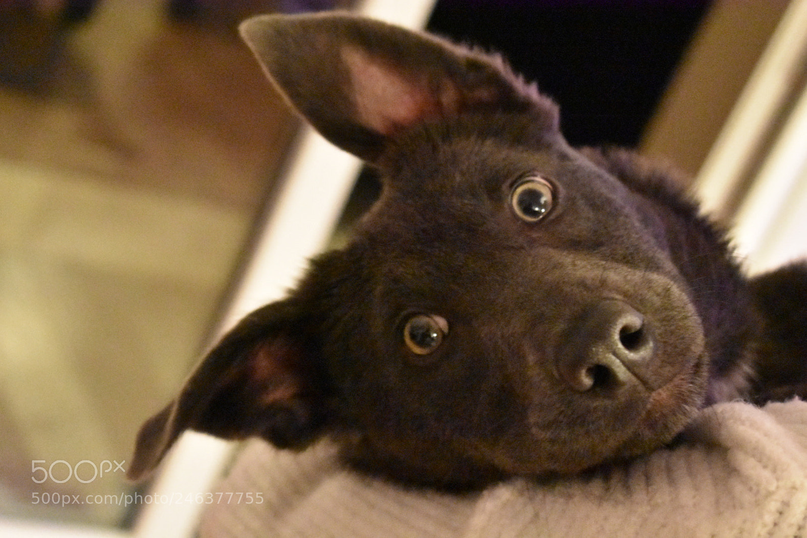 Nikon D3400 sample photo. Crazy dog. photography