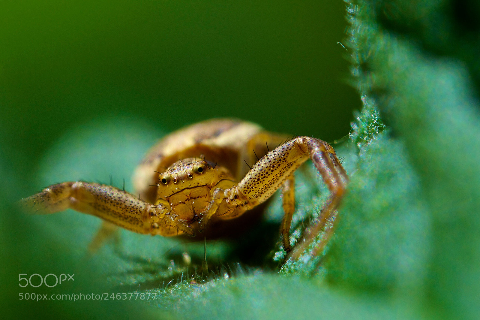 Nikon D5100 sample photo. Spider view photography