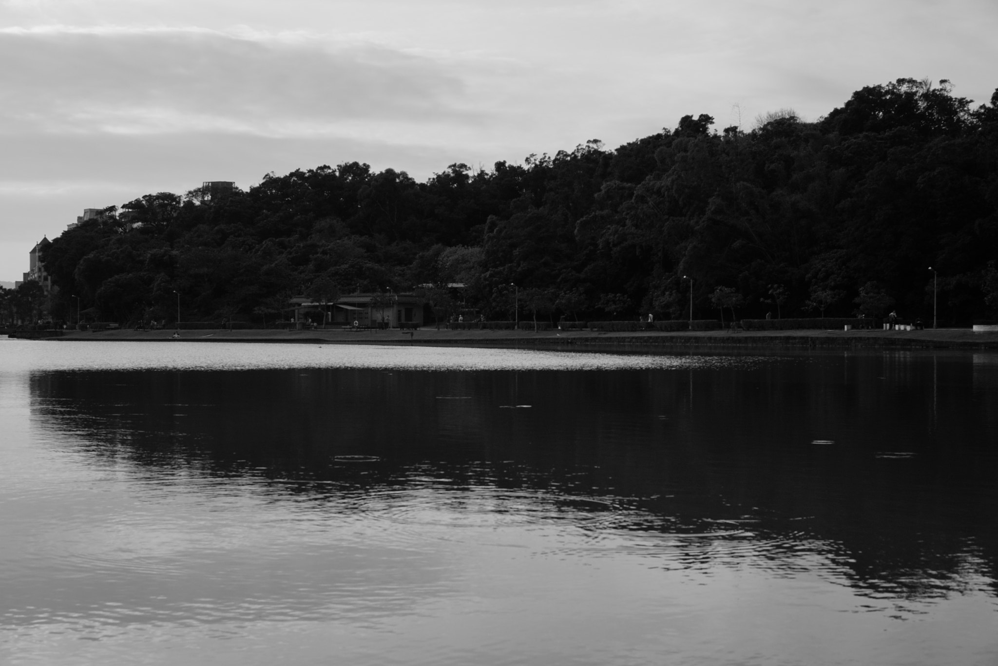 Sony a7R + Sony Sonnar T* FE 55mm F1.8 ZA sample photo. The bird photography