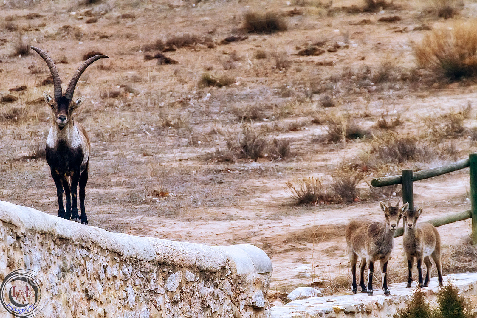 Canon EOS 7D sample photo. Que estas mirando? photography