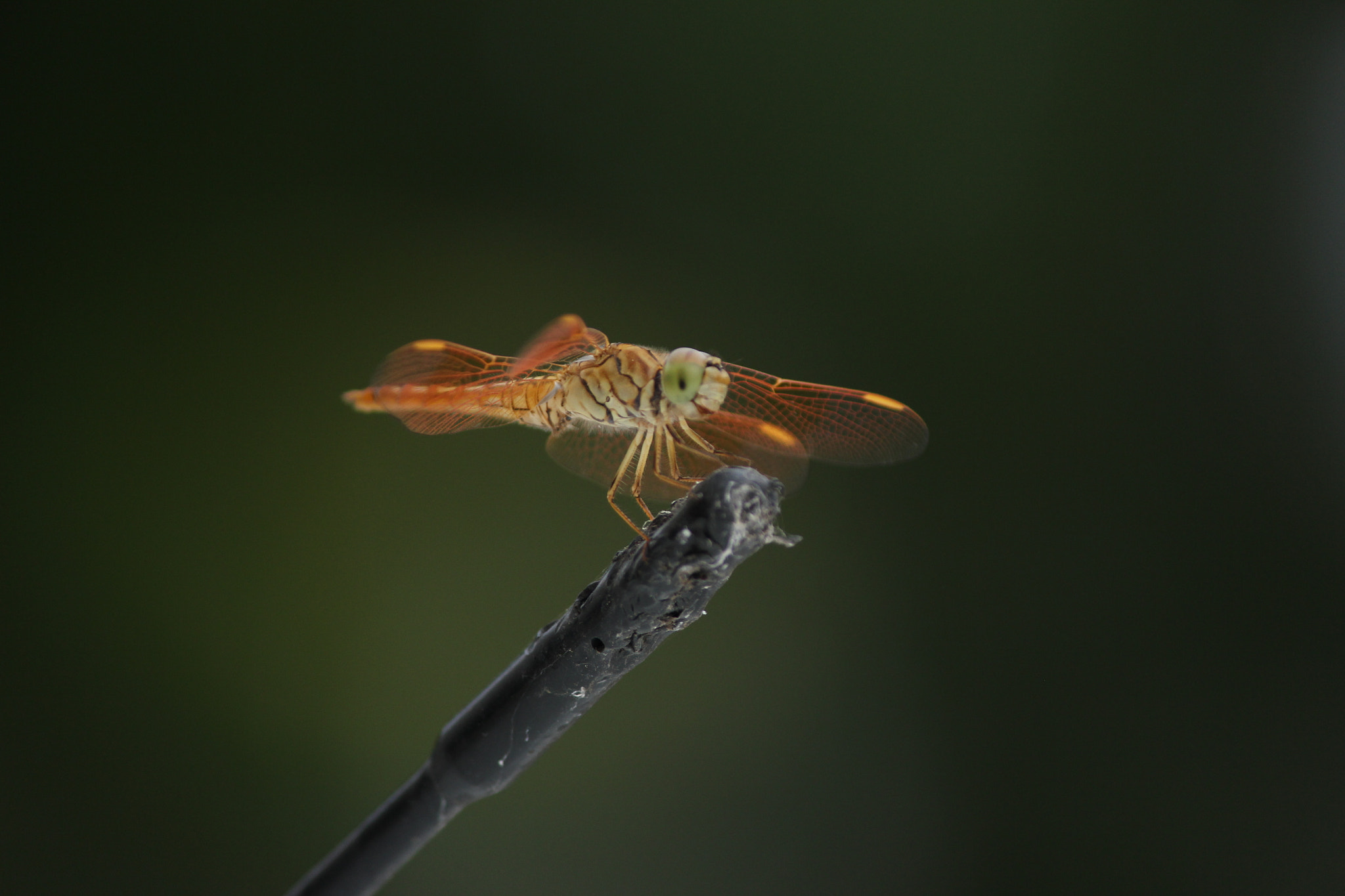 Canon EF-S 55-250mm F4-5.6 IS II sample photo. Keep smiling... photography
