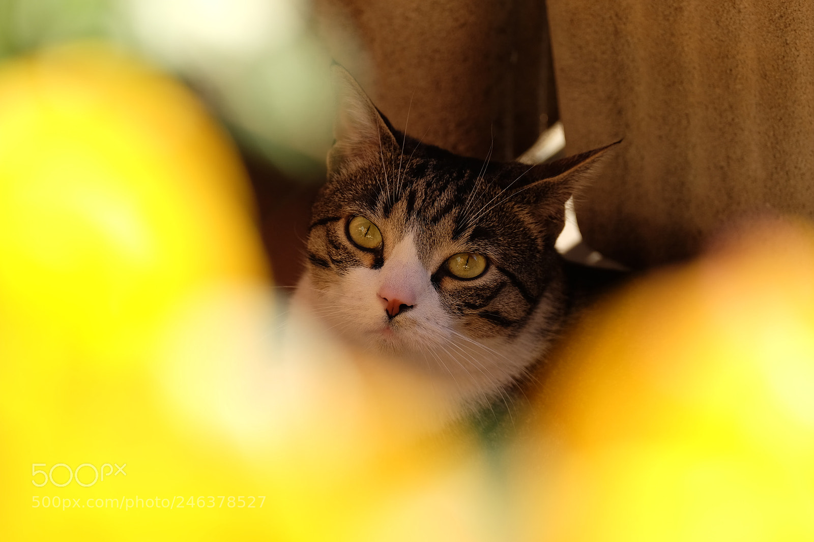 Fujifilm X-T1 sample photo. The cat is looking photography