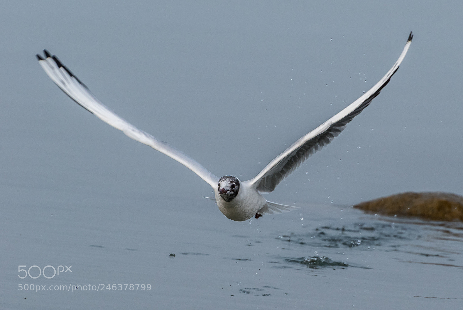 Nikon D5500 sample photo. The flight photography