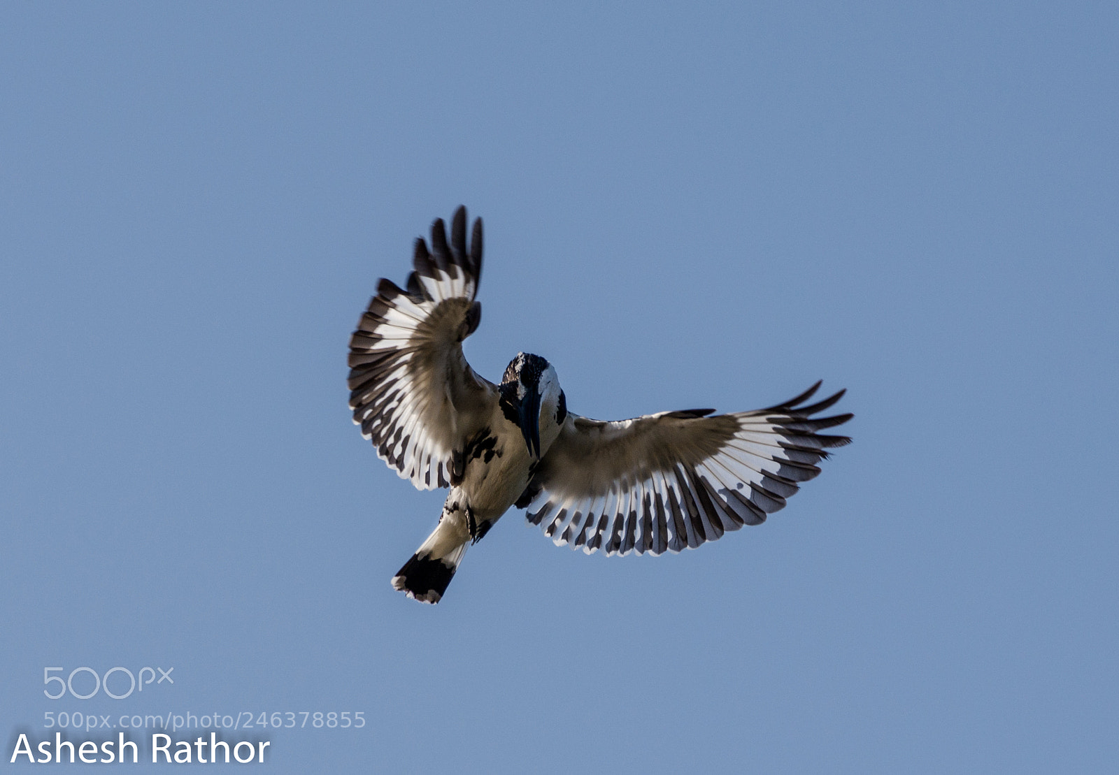 Nikon D7200 sample photo. Pied kingfisher photography