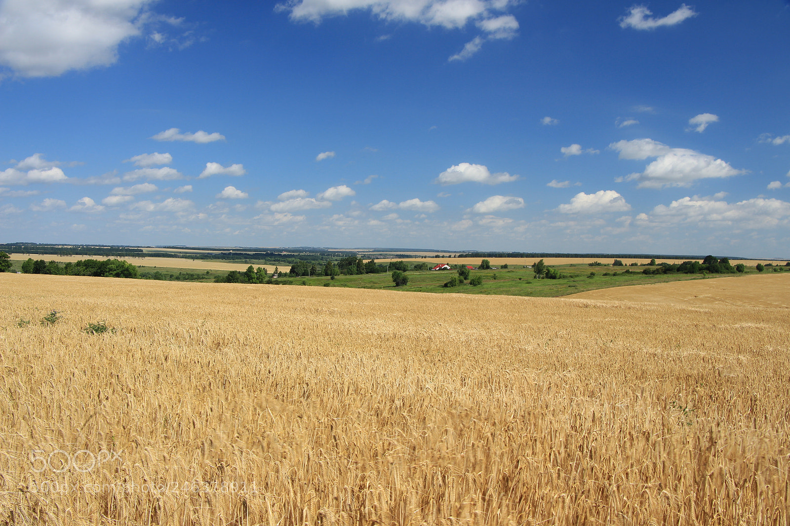 Canon EOS 650D (EOS Rebel T4i / EOS Kiss X6i) sample photo. ImgПоле photography
