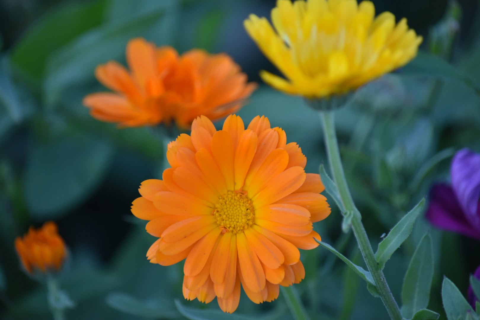 Nikon D3400 sample photo. Pride of the sun photography