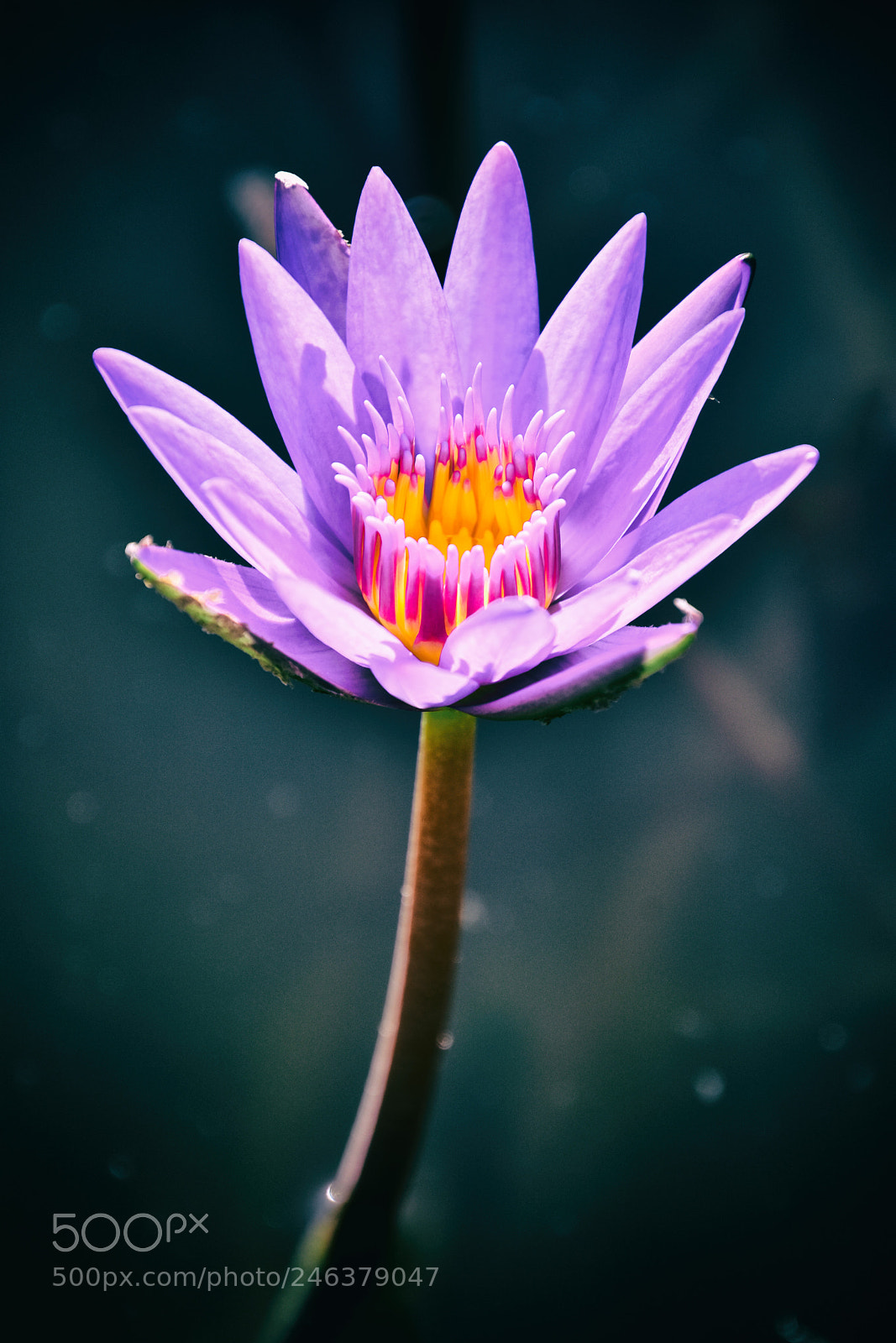 Nikon D7200 sample photo. Water lily photography