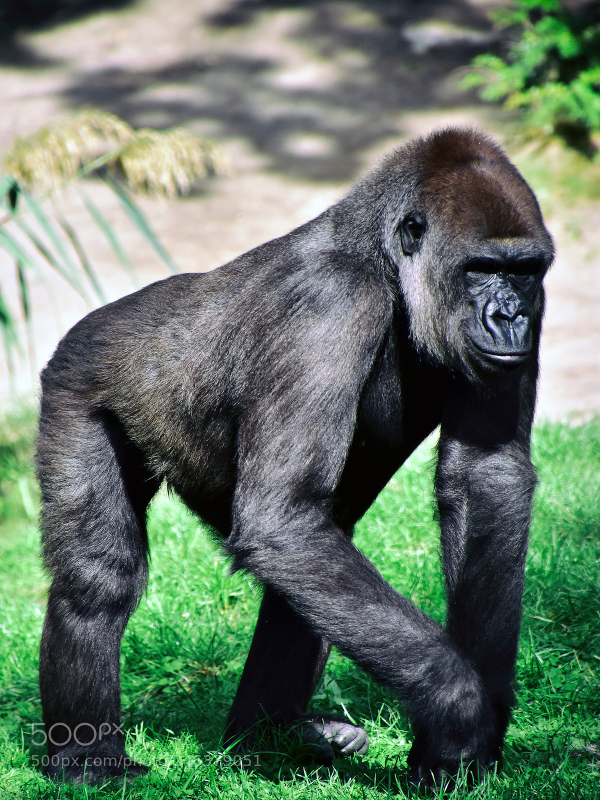 Nikon D7200 sample photo. Gorilla photography