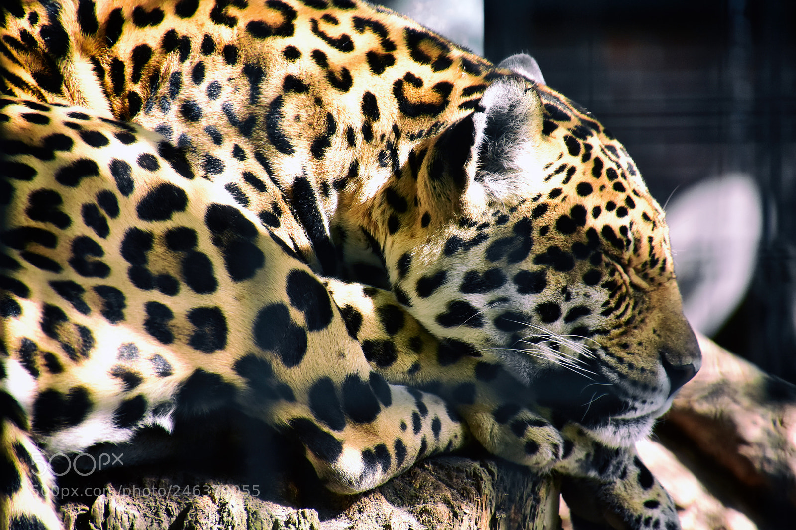 Nikon D7200 sample photo. Sleeping jaguar photography