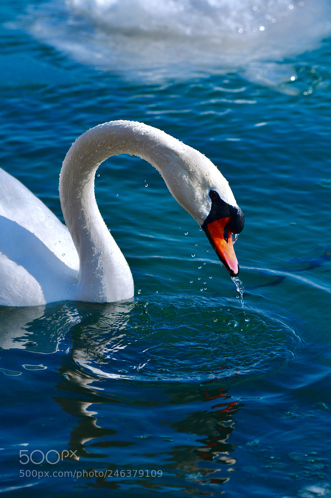 Nikon D850 sample photo. Swan photography