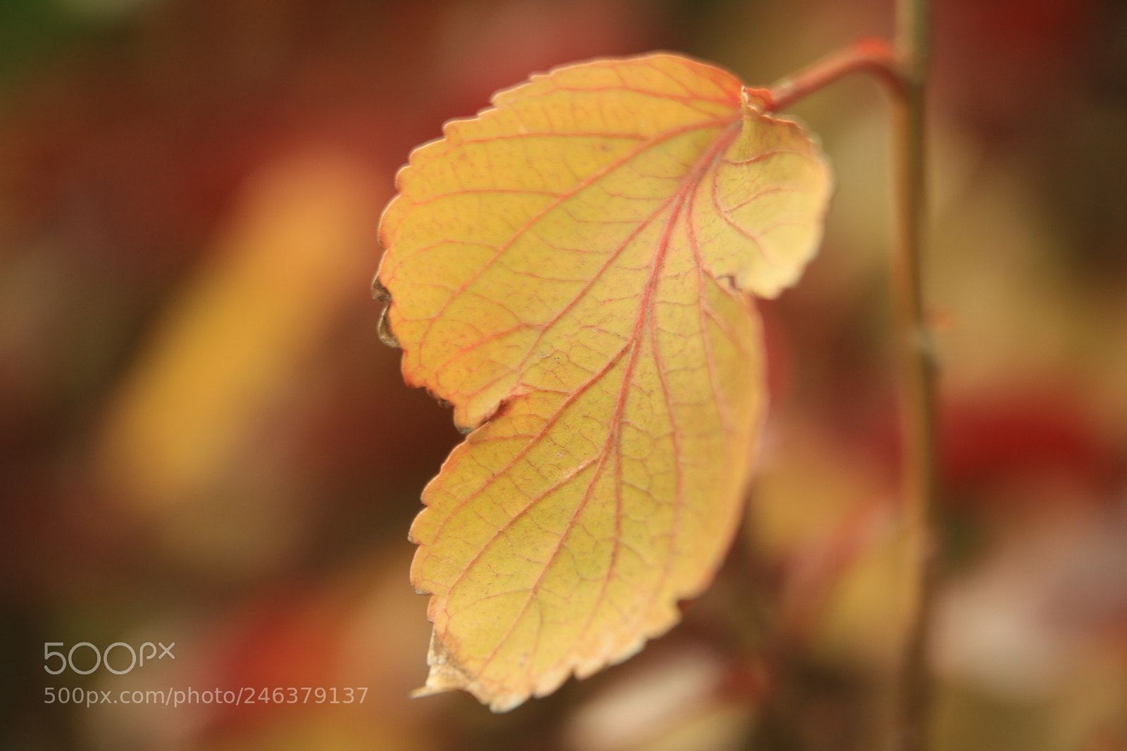 Canon EOS 760D (EOS Rebel T6s / EOS 8000D) sample photo. Walking with camera photography