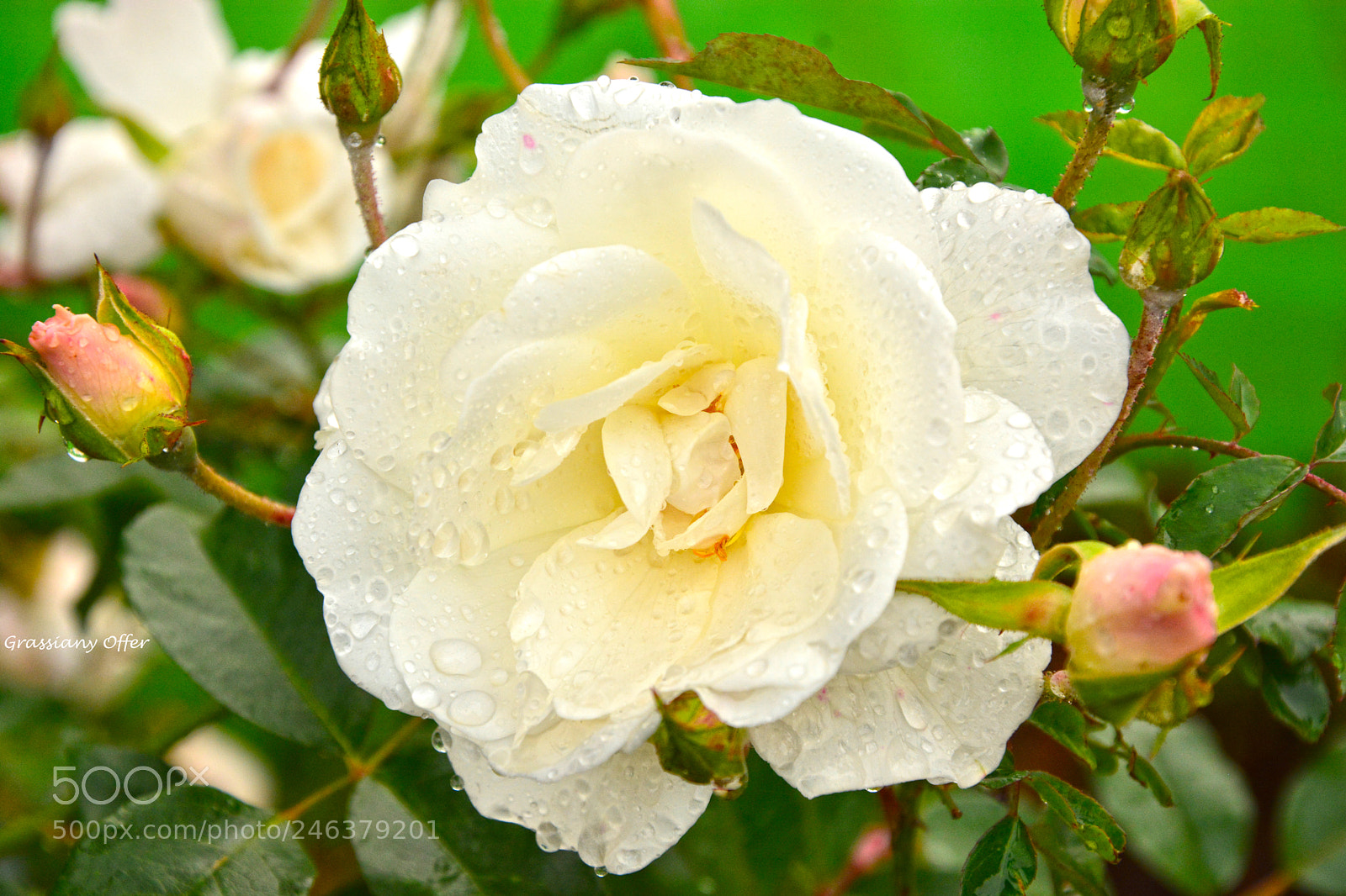 Nikon D7100 sample photo. Una flor photography