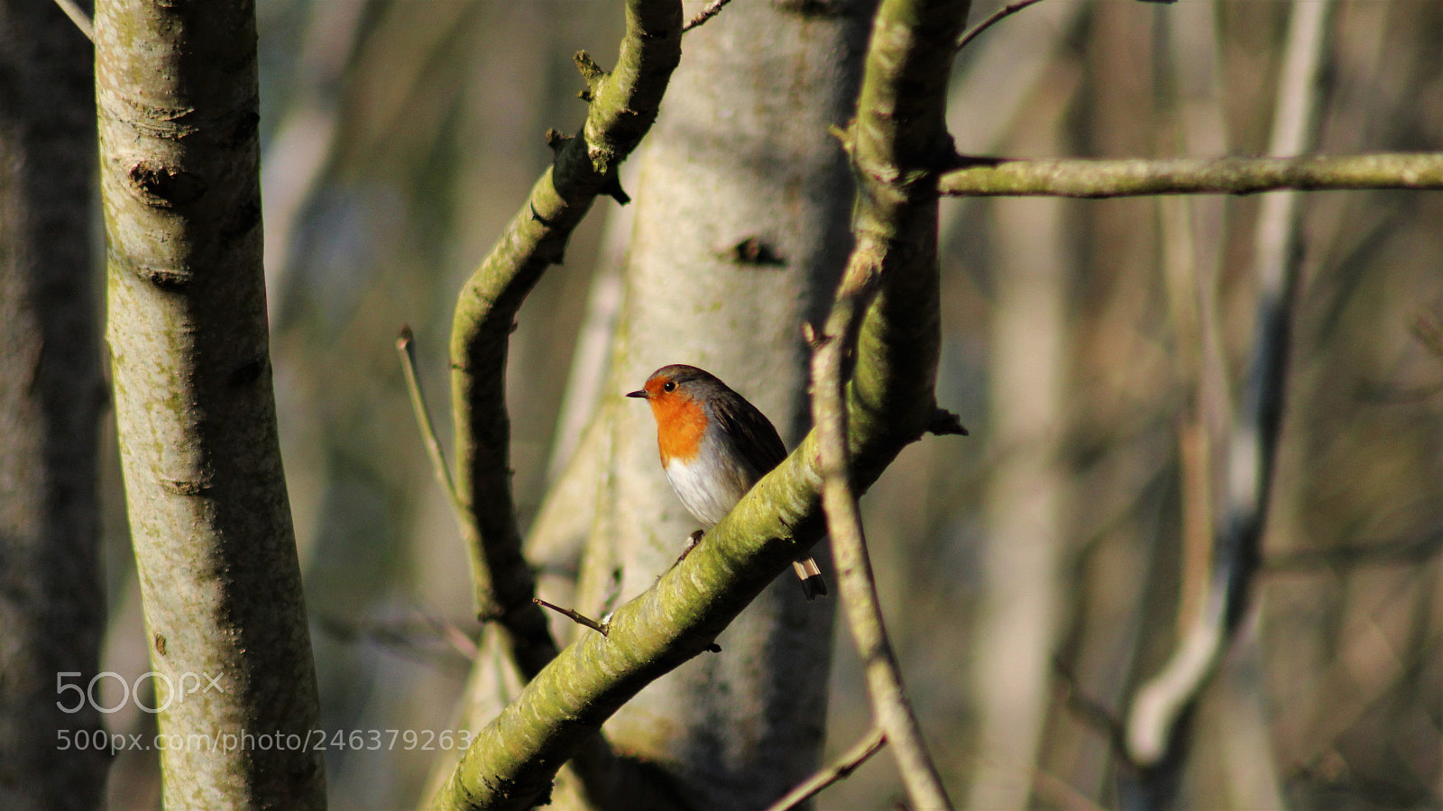Canon EOS 1300D (EOS Rebel T6 / EOS Kiss X80) sample photo. Sundown robin photography