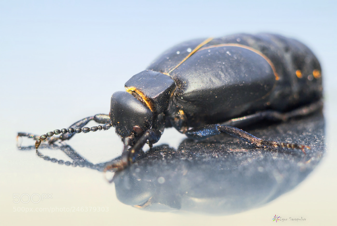 Canon EOS 60D sample photo. Meloe proscarabaeus photography