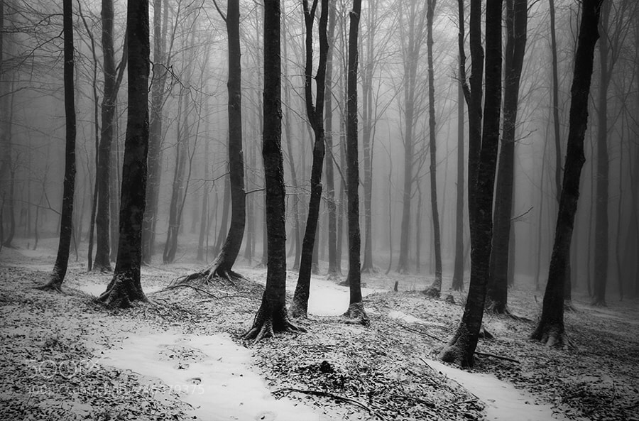 Canon EOS 5D sample photo. From "the tree collection" photography