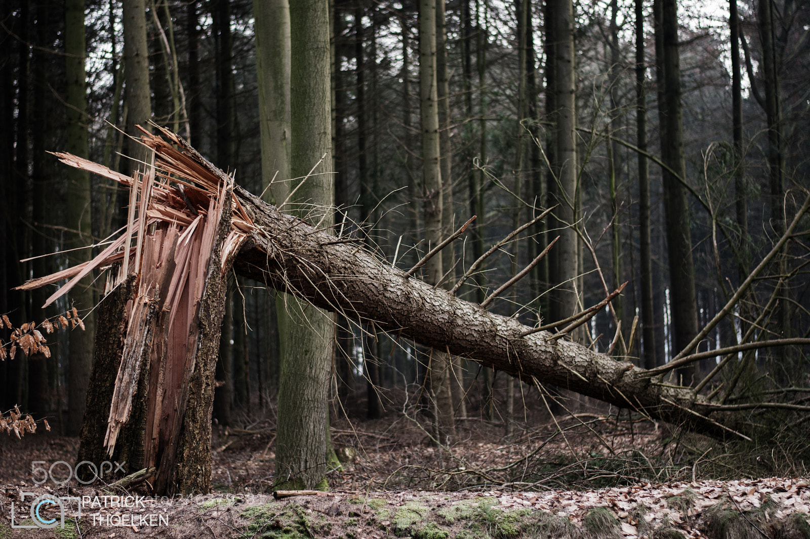 Nikon D7200 sample photo. Broken wood photography