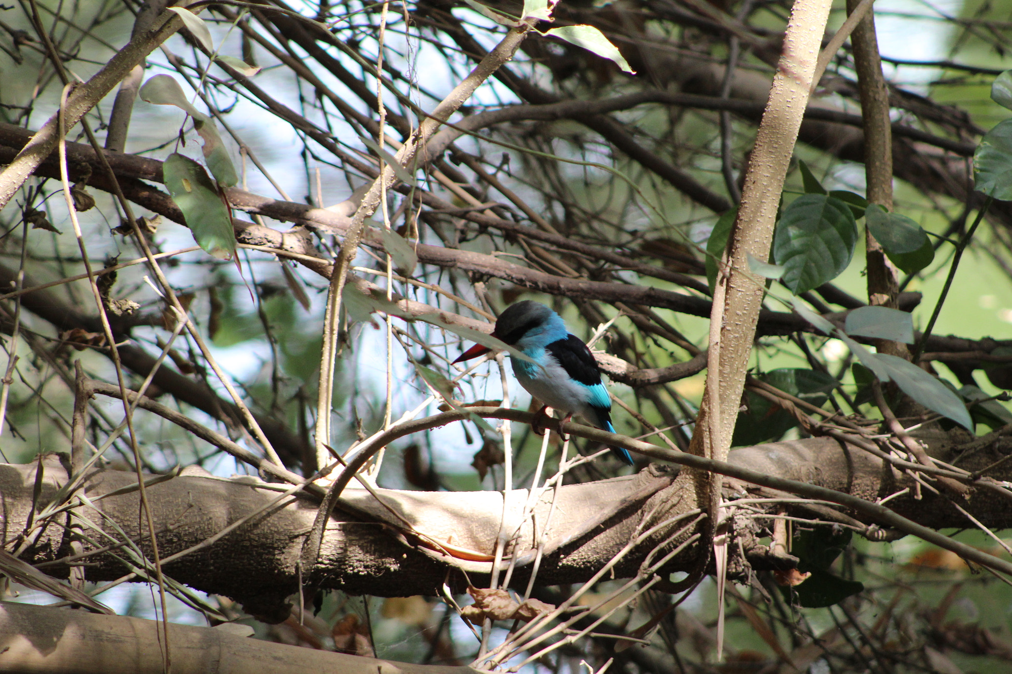 EF75-300mm f/4-5.6 sample photo. Beautiful blue bird photography