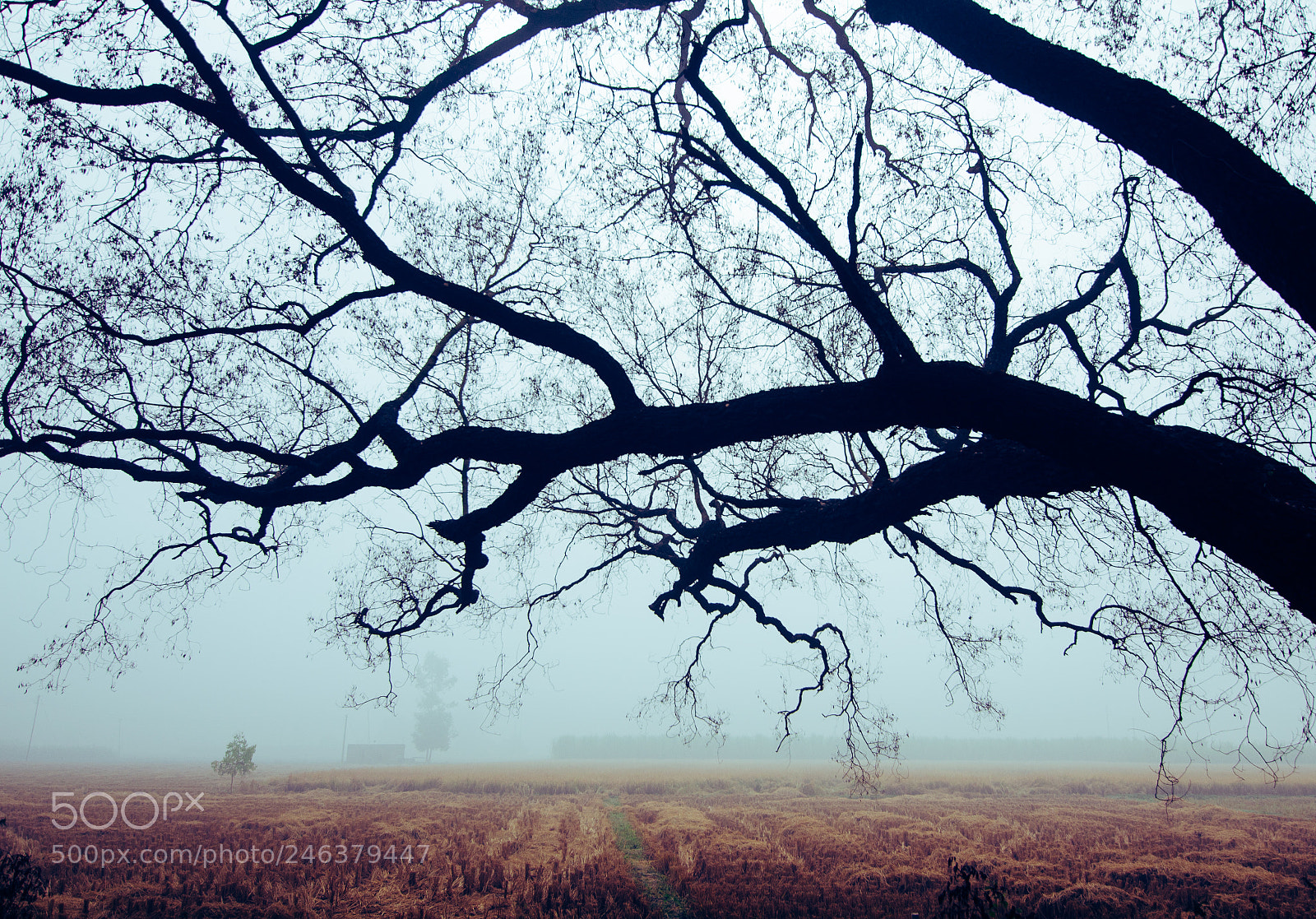 Nikon D5100 sample photo. Mystic morning photography