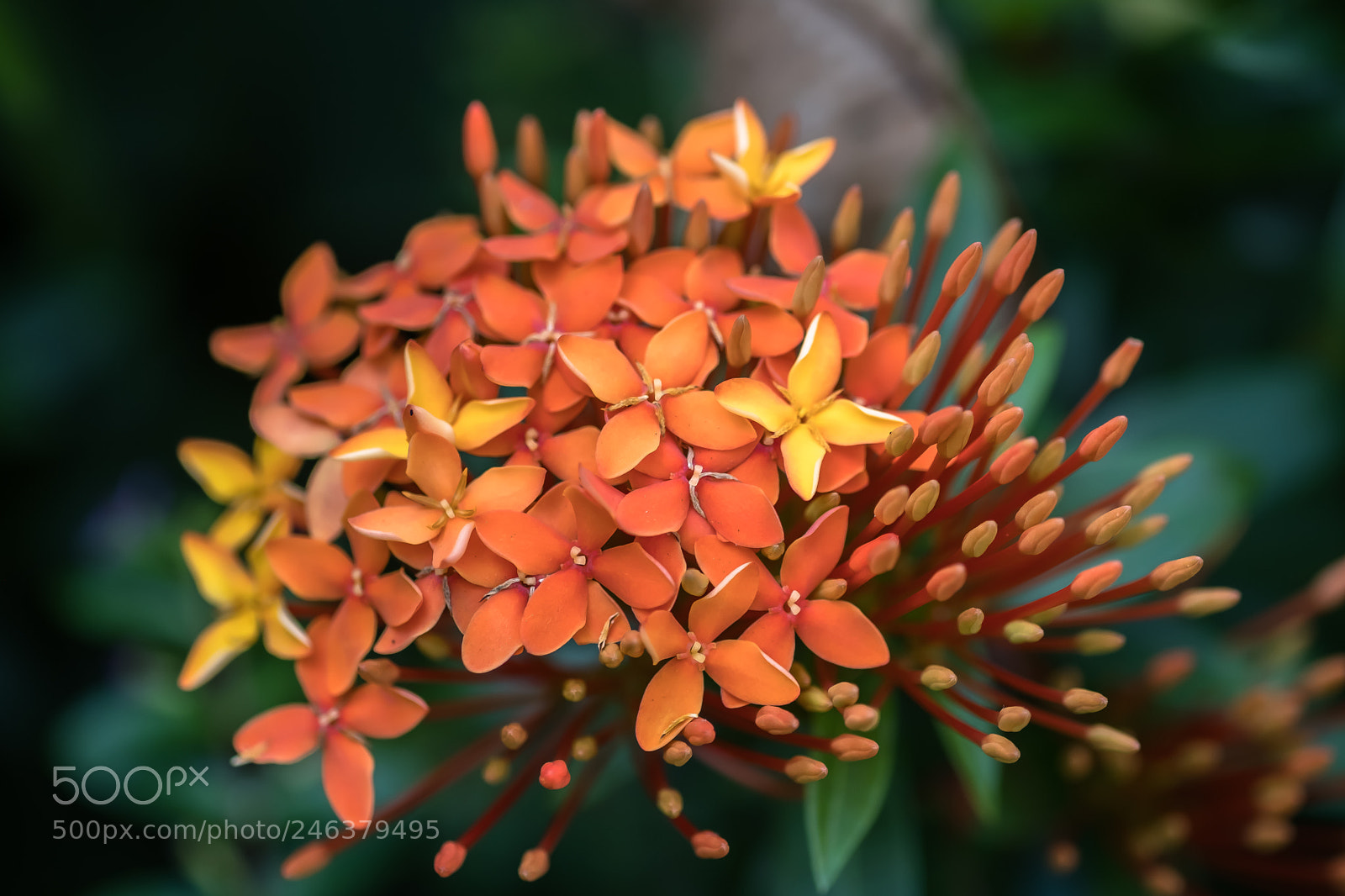 Fujifilm X-T20 sample photo. Balinese flower photography