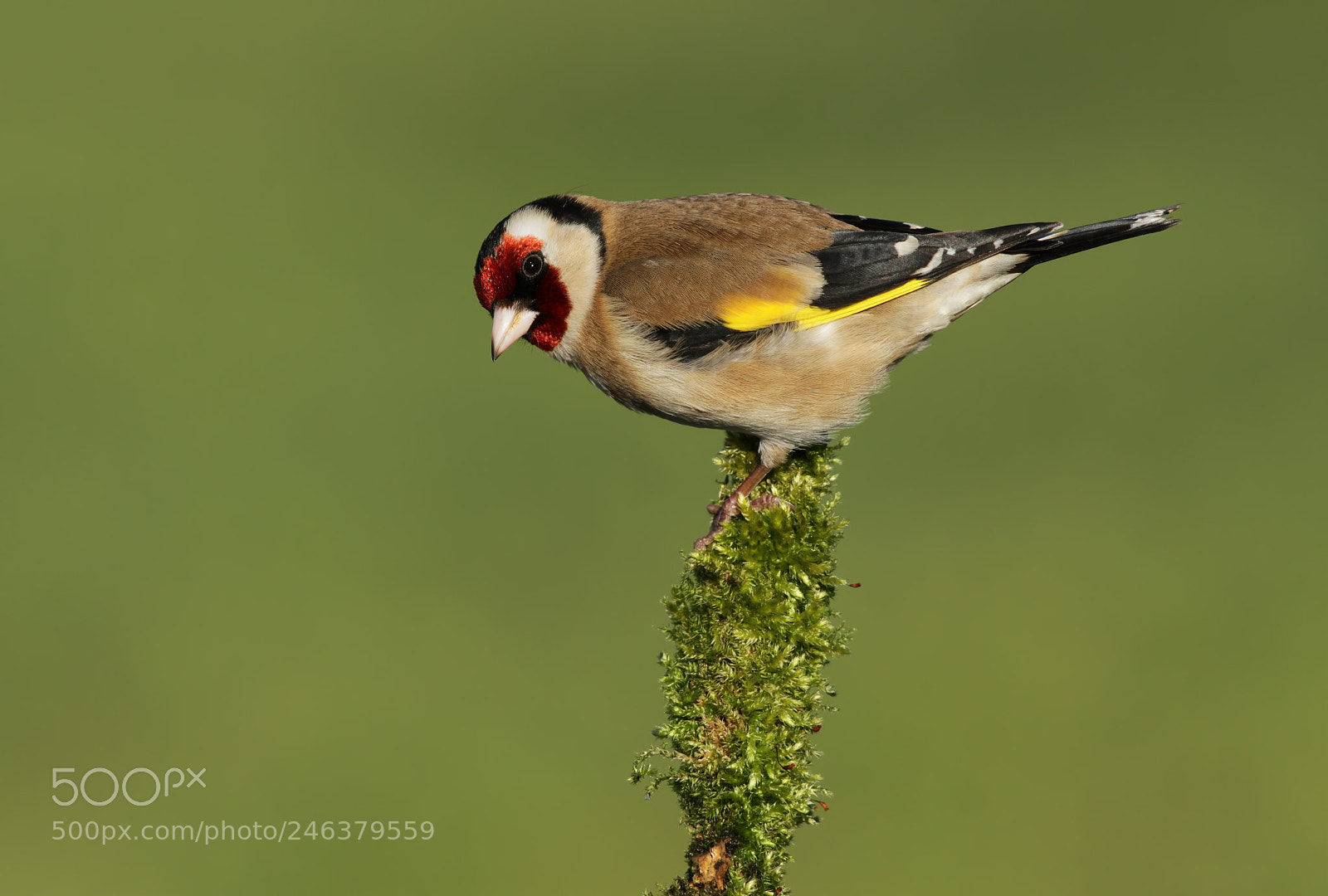 Canon EOS 7D sample photo. Goldfinch photography