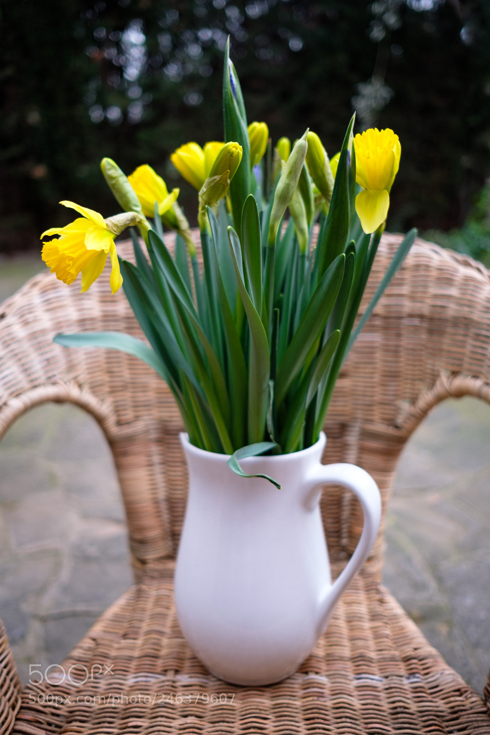 Fujifilm X-T2 sample photo. Yellow flowers photography